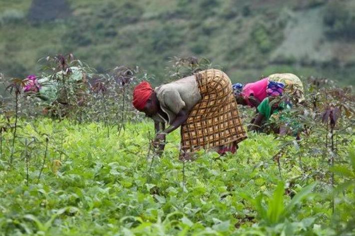 L’appel pressant de l’inspection provinciale de l’agriculture du Sud-Kivu aux agriculteurs