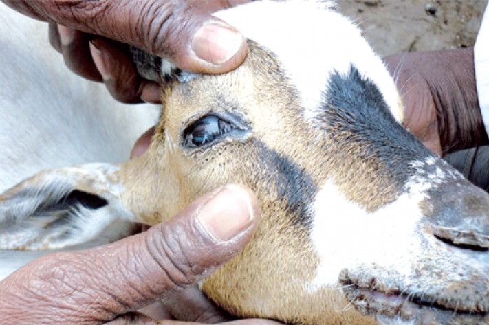 Alerte à la peste des petits ruminants : Urgence vaccinale pour protéger les chèvres et moutons d’Idjwi 