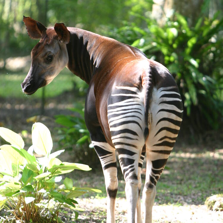 Situation actuelle à la Réserve de Faune à Okapis:  Un appel à la préservation lancé