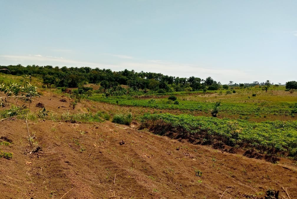 Avec un investissement massif de 1 milliards USD : Le Parc agroindustriel de Mbanza-Ngungu promet de rapprocher la RDC de l’autosuffisance alimentaire