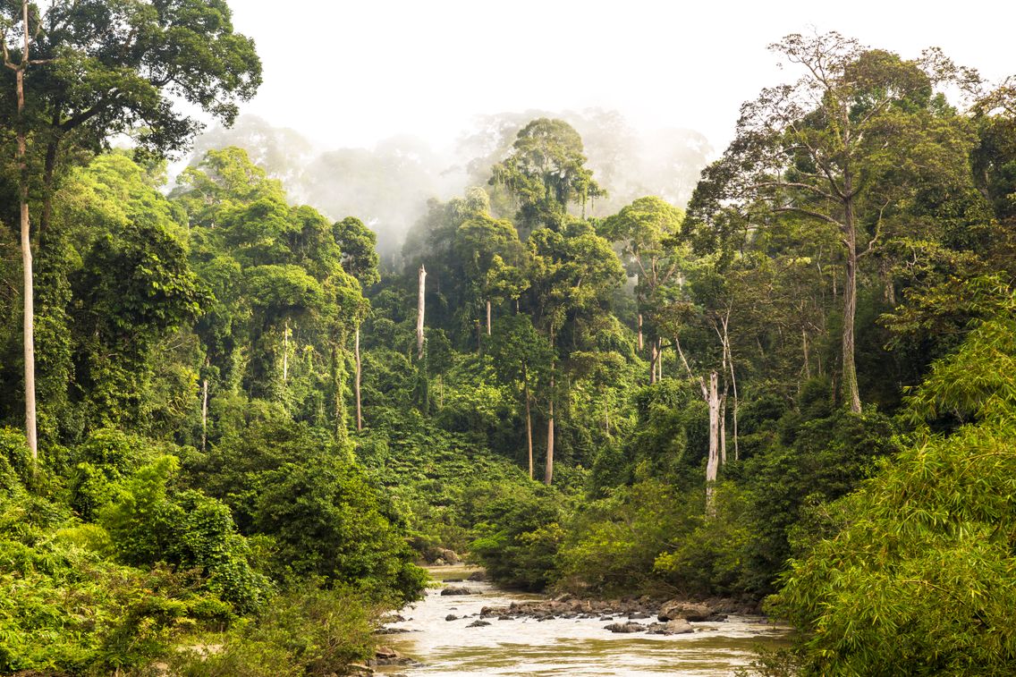 Les pays du Bassin du Congo se mobilisent pour la préservation des forêts :  Déployer les paiements pour services environnementaux en Afrique centrale 