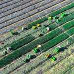 Modernisation de l&rsquo;agriculture et revitalisation rurale : pour la construction d&rsquo;une puissance agricole