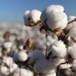 Coton : l’excédent de l’offre persistera en 2025/2026 (ICAC)   
