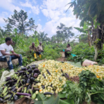 À Beni, l’agriculture comme levier de resilience:  Agir RDC transforme la guérison psychosociale en relance économique