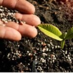 Le paradoxe de l’azote : entre miracle et malédiction