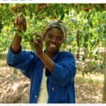 Qu’elles soient productrices, travailleuses ou consommatrices, les femmes paient le prix fort des droits de douane agricoles (Guido Porto et Deborah Winkler)