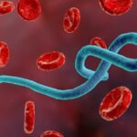 Ebola et Marburg : Réflexion à haute voix sur deux fléaux qui interpellent notre nation (Par Charlie Jephthé Mingiedi Mbala N&rsquo;zeteke, Activiste, Penseur et Notable de Madimba)