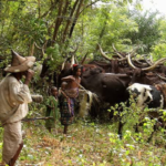 RDC : Vers l’identification des éleveurs transhumants dits « Mbororo »